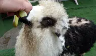 Çobanla kuzusu Abbas’ın ayrılmaz dostluğu