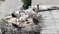 Avcılar'ın sadık misafirleri yuvalarında yavrularını büyütüyor