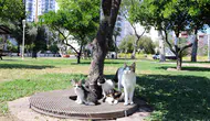 Antalya parkındaki dört yavru kedi sıcak bir yuva bekliyor