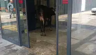 Nizip'te kurbanlık dana hastane acil servisini birbirine kattı