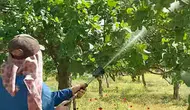 Araban’da fıstık üreticisi hastalık nöbetine başladı