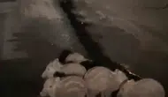 Elazığ yollarında gece yürüyüşü yapan yavru domuzlar kameraya yansıdı