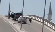 Tarsus trafiğinde kurbanlık keçi kovalamacası
