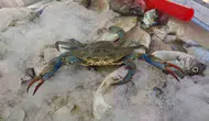 Karadeniz sularında şaşırtan misafir