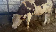 Karslı besicinin göz bebeği 600 kiloluk Varto alıcısını bekliyor