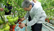 Vali Aktaş Sandıklı’da domates topladı