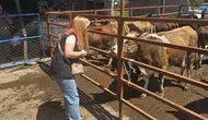 Aydın genelinde kurbanlıklar için sıkı denetim dönemi