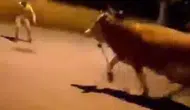 Bursa sokaklarını birbirine katan kaçak dana yakalandı