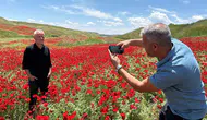 Adıyaman'da nohut tarlası gelinciklerle kırmızıya boyandı