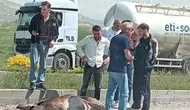 Beypazarı yolunda otomobilin çarptığı geyik yaşam mücadelesi veriyor