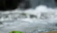 Malatya’nın doğal güzelliği Sürgü’de nadir görülen yeşil misafir