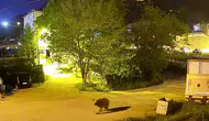 Gümüşhane sokaklarında akşam mesaisi yapan ayı paniğe neden oldu
