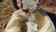 Denizli’de Kale Biberi için sezon açıldı