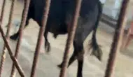 Kızılcahamam pazarında kurbanlık dana paniği