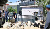 Diyarbakır kurbanlıkları batı illerine doğru yola çıktı