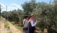 Didim zeytinliklerinde rekolte mesaisi başladı