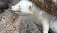 Karasu kıyısında bulunan beyaz canlı herkesi şaşırttı