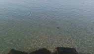 Tekirdağ sahilinde zehirli deniz anası alarmı