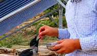 Tarlada bulduğu yaralı kargaya şefkat eli uzattı