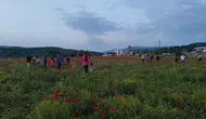 Bingöl yolundaki kırmızı çiçek denizi sürücüleri yoldan çıkardı