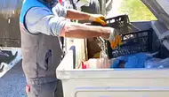 Alanya'da çöp konteynerinden çıkan can dostu kurtarıldı