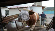 Kastamonu'dan İstanbul'a kurbanlık yolculuğu başladı