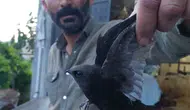 Gaziantep'te balkona asılı kalan kuşu besici böyle kurtardı