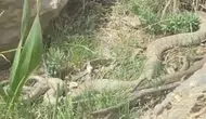 Hakkari Çiçek Vadisi’nde yürüyüş yapanları dev engerek şaşırttı