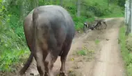 Artvin ormanlarında iki karacanın sıra dışı kavgası kameraya yansıdı