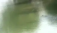 Dicle Nehri’nin nadir misafirleri kameralara yakalandı