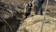 Gölpazarı yangınında küle dönen ormanlar yeniden yeşeriyor