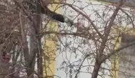 Sarıkamış’ta ağaçta mahsur kalan güvercini itfaiye kurtardı