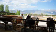 Erzincan hayvan pazarında bayram pazarlığı mesaisi başladı