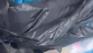 İzmir'de 33 kedinin öldüğü vahşet dosyasında veteriner hekim cezaevine gönderildi