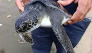 Samandağ sahilinde ölüme terk edilen yavru kaplumbağayı ekipler kurtardı