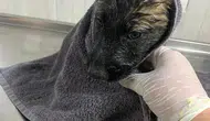 Alanya'da su kanalına düşen iki yavru köpek kurtarıldı