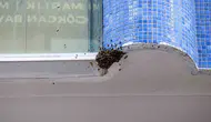 Çorum sokaklarında arı sürprizi