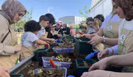 Çayırova sakinleri kendi çileklerini yetiştirmek için kolları sıvadı