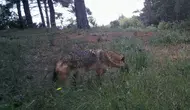 Ganos Dağları’nın gizli sakinleri fotokapanlara yakalandı