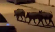 Samandağ sokaklarında gece yarısı domuz sürüsü paniği