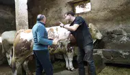 Erzurum pazarında dev kurbanlık 550 bin liraya alıcı buldu