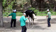 Gaziantep kurbanlık kaçaklarına karşı özel tim kurdu