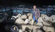 Elazığ kurban pazarında besicilerin zorlu 24 saatlik nöbeti