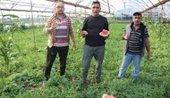 Kumluca’da pembe karpuz dönemi başladı