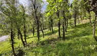 Şırnak’ta asırlık ormanları tırtıllar kurutuyor
