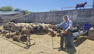 Diyarbakır hayvan pazarında bayramın ilk günü hareketliliği
