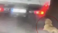 Samsun'da köpeği aracın arkasında sürükleyen sürücü serbest bırakıldı