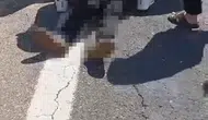 Şanlıurfa yolunda kurbanlık taşıyan kamyonet devrildi