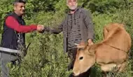 Osmaniye’de uçuruma düşen düve için beş saatlik kurtarma seferberliği