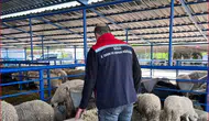Bolu pazarlarında kurbanlık denetimi mesaisi başladı